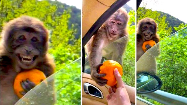 இணையத்தில் வைரலான குரங்கின் போட்டோ