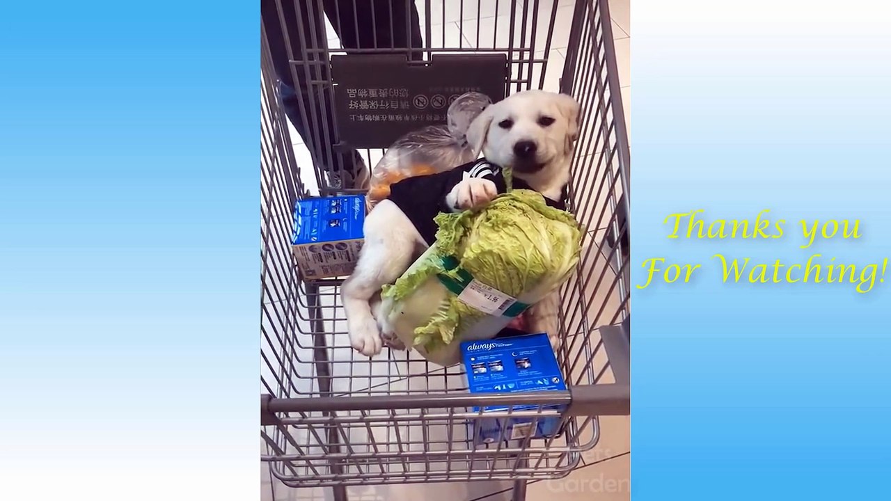 Cute Pets And Funny Animals Video Compilation