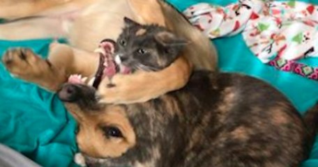 Ce chat et ce chien sont devenus les meilleurs amis du monde !