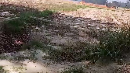 फतेहपुर:प्रशासन के मना करने पर भी किसान जला रहे पराली