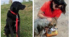 Cette femme a adopté deux chiens errants pendant son voyage en Bulgarie