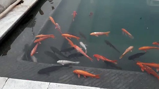 स्वर्ण मंदिर, अमृतसर, पंजाब, भारत के पवित्र जल में स्वर्ण मछलिया .......अद्भुत नज़ारा.............Golden Fishes At Crystal Clear Water Of Golden Temple, Amritsar, Punjab.