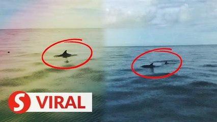4th MCO sees dolphins take over waters of Port Dickson