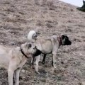 SİVAS kANGAL KOPERKLERi GOZLER HEDEFTE - KANGAL SHEPHERD DOGS the TARGET EYES