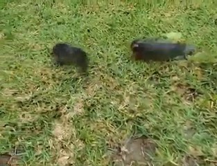 Fishing in Rainy Season __ Fresh Fish Catching by Hand in the Rainy Day