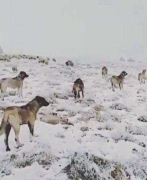 SiVAS KANGAL KOPEKLERi KURDA AMAN VERMiYOR - KANGAL DOG at WOLF GUARD