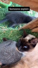Sweet Mama Kitty Feeds Baby Raccoon