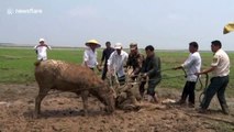 Wild elk in China rescued after its antlers became entangled in fishing nets