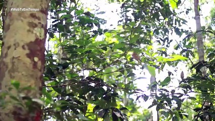 Desafios nas novas formas de trabalho durante e pós Pandemia COVID-19.