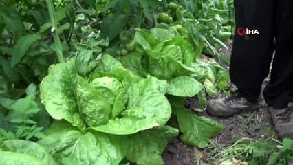 Marul ve salatalık çiftçinin yüzünü güldürdü