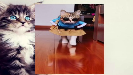 Crazy lovely cats  ~Tiktok Compilation 2020