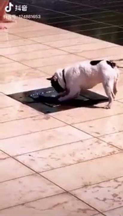 TRY NOT TO LAUGH - Funny Animals Videos!