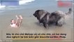 Cún cưng hoảng hốt cứu cô chủ nhỏ khỏi bờ biển - Lý do vì sao người yêu không có, chó phải có 1 con!