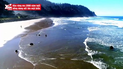 Bí ẩn khu rừng ma 2000 năm tuổi bỗng dưng nổi lên mặt biển