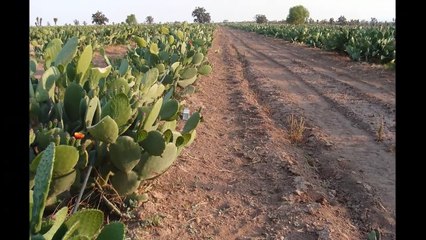 Los Tres Consejos - Reflexión -  El Hombre Ausente
