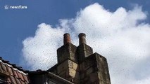 'Terrifying' moment thousands of bees swarm UK house