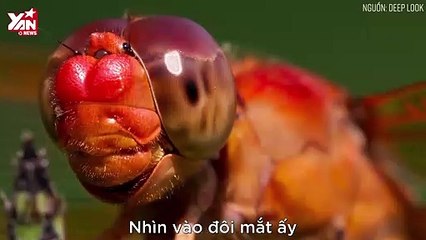tận mắt cảnh săn mồi điệu nghệ của ấu trùng chuồn chuồn
