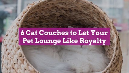 6 Cat Couches to Let Your Pet Lounge Like Royalty