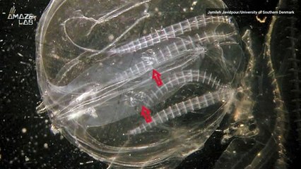 Invasive Jellies Feast on Their Own Young When Prey is Scarce