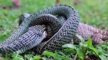 Golden Tree Snake Eating Monitor Lizard After Falling out of Tree Next to Me at Dinacon