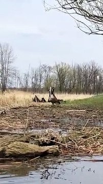 Famille d'oies du Canada