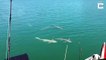 Ces touristes reçoivent la visite de 3 requins et d'un crocodile... Bienvenue en Floride