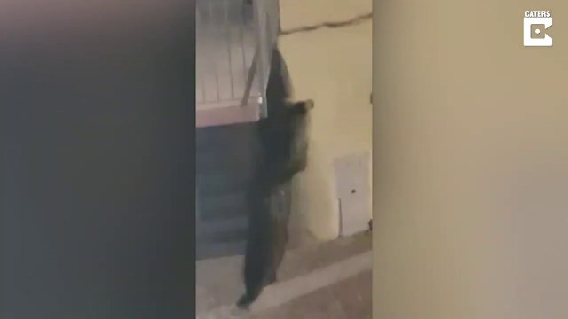 Un ours se retrouve sur un balcon en pleine ville après avoir escaladé l'immeuble