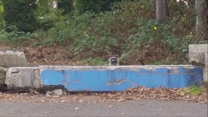 Un raton laveur se cache derrière ce bloc de béton... 1, ou 2, ou 3...???
