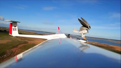 Un aigle s'en prend à un avion planeur