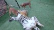 Ce tigre joue avec des petits chiens... Risqué pour les toutous