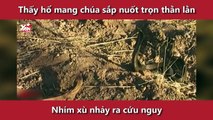 Thấy hổ mang chúa sắp nuốt trọn thằn lằn, nhím xù nhảy ra cứu nguy