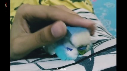 Adorable cute & funny tame birds - Cutest tame Birds video Compilation - @Pet Lover's