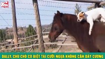 Dally, Chú chó có biệt tài cưỡi ngựa không cần dây cương