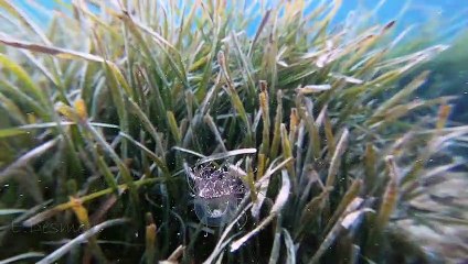 Olindias Phosphorica Floats Gracefully Along the Sea Floor