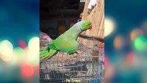 Amazing Tame Birds Doings Hilarious Fun - Awesome Funny Birds Videos Compilation 2020