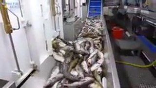 - Amazing Automatic Lines, Catching and Processing Fish Right on Ship, Big Catch in The Sea_
