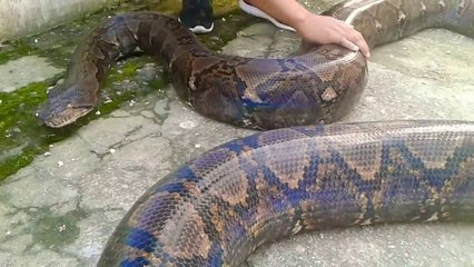 Il nous présente son python géant, animal magnifique