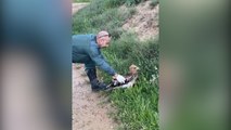 Guardia Civil rescata a un ejemplar de águila calzada