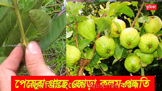 পেয়েরা গাছে জোড় কলম করার পদ্ধতি - guava grafting techniques - How to guava grafting