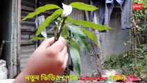 আম গাছে ডাবল জোড় কলম করার পদ্ধতি - mango double grafting techniques - Vumika Agri News