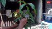 আম গাছে জোড় কলম করার পদ্ধতি - How to mango grafting in Bangla - Vumika Agro News - জোড় কলম