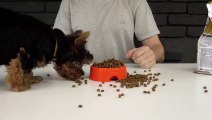 Puppy Dog Food Dispenser from Cardboard at Home