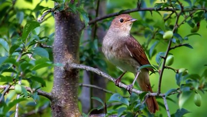 An instructive Bengali story of birds and hunters