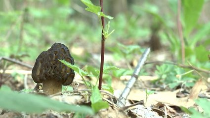 Morel Mushrooms: A culinary delight!
