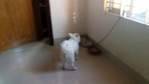 My german spitz dog।।viral dog