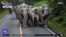 [이슈톡] 관광객 급감에 집으로 가는 태국 코끼리