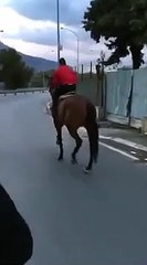 Galloping horse hitting the traffic pole