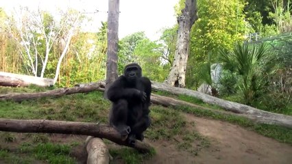 Gorillas at  Zoo