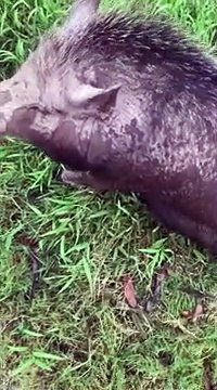 Mua lợn rừng về làm cỗ, chuẩn bị thịt thì biết nó có bầu nên gia đình tự dưng có bầy pet độc