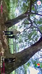 cô dâu nhập khẩu tập 9